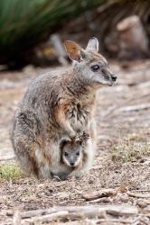 Tammar wallaby wildlife, Australia | Obraz na stenu