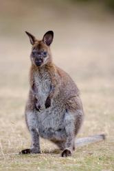 Red-necked and Bennett's Wallaby wildlife, Australia | Obraz na stenu