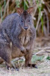 Tasmanian Pademelon wildlife, Tasmania, Australia | Obraz na stenu