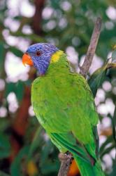 Australia, East Coast Rainbow Lorikeets bird (back view) | Obraz na stenu