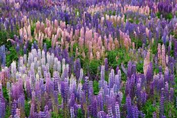 Lupine flowers in Fiordland National Park, South Island, New Zealand | Obraz na stenu