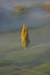 Poplar Tree, Countryside, North Island New Zealand | Obraz na stenu