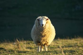 Sheep, Farm animal, Dunedin, South Island, New Zealand | Obraz na stenu