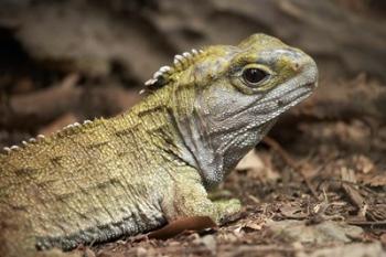 Tuatara, lizard, Pukaha Mount Bruce Wildlife, New Zealand | Obraz na stenu