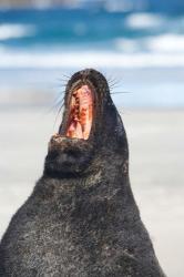 Sea Lion, Sandfly Bay, Otago, South Island, New Zealand | Obraz na stenu