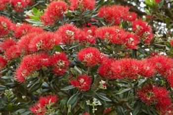 Native Pohutukawa flowers, Bay of Islands, New Zealand | Obraz na stenu