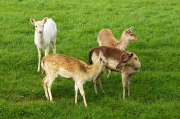 New Zealand, South Island, Karamea, Fawn, Deer | Obraz na stenu