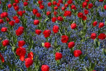 Tulips, Botanic Gardens, Hagley Park, Christchurch, Canterbury, New Zealand | Obraz na stenu