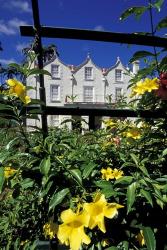 Yellow flowers, St Nicholas Abbey, St Peter Parish, Barbados, Caribbean | Obraz na stenu