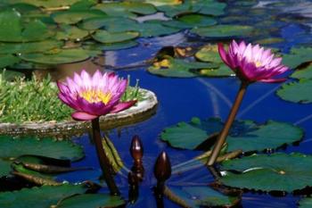 Water Lillies in Reflecting Pool at Palm Grove Gardens, Barbados | Obraz na stenu