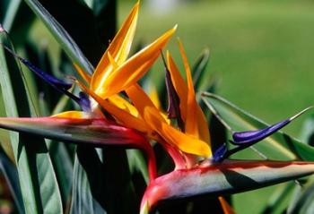 Bird of Paradise in Bermuda Botanical Gardens, Caribbean | Obraz na stenu