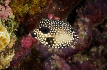 Smooth Trunkfish, Bonaire, Netherlands Antilles | Obraz na stenu