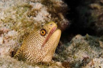 Goldentail Moray fish, Bonaire, Netherlands Antilles | Obraz na stenu