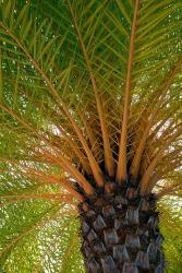 British Virgin Islands, Scrub Island Close Up Of The Underside Of A Palm Tree | Obraz na stenu