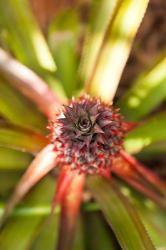 Cuba, Vinales, El Jardin de Caridad, Pineapple | Obraz na stenu