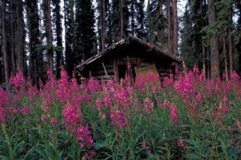 Abandoned Trappers Cabin Amid Fireweed, Yukon, Canada | Obraz na stenu