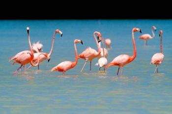 Tropical Bird, Flamingos, Barahona, Dominican Republic | Obraz na stenu