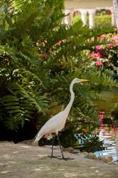 White Egret tropical bird, Bavaro, Higuey, Punta Cana, Dominican Republic | Obraz na stenu