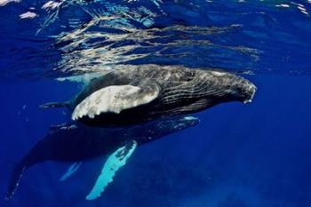 Humpback whale calf, Silver Bank, Domincan Republic | Obraz na stenu