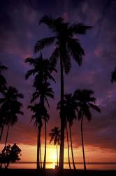 Palm Trees at Sunset, Puerto Rico | Obraz na stenu