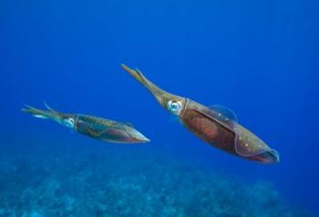 Cayman Islands, Caribbean Reef Squid, Marine Life | Obraz na stenu