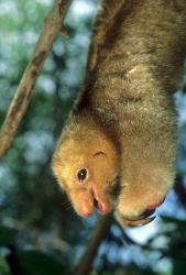 Close up of Silky Pygmy Anteater wildlife, Mangrove, Trinidad | Obraz na stenu