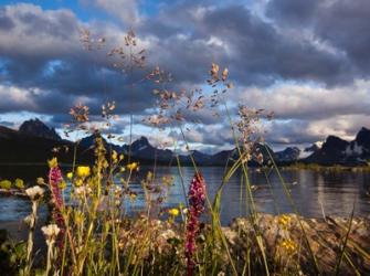 Wildflowers, Jasper National Park, Alberta, Canada | Obraz na stenu