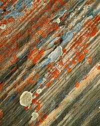 Lichens on stone, Banff NP, Alberta, Canada | Obraz na stenu