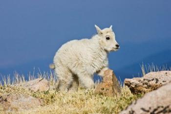 Mountain Goat, Rocky Mountains, Colorado | Obraz na stenu