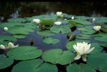 White Water-Lily in Bloom, Kitty Coleman Woodland Gardens, Comox Valley, Vancouver Island, British Columbia | Obraz na stenu