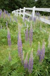 Vancouver Island Lupine, British Columbia, Canada | Obraz na stenu