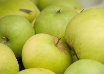 Canada, British Columbia, Cowichan Valley Close-Up Of Green Apples | Obraz na stenu