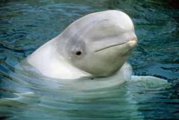 Beluga Whale, Beluga whale, Vancouver Aquarium | Obraz na stenu