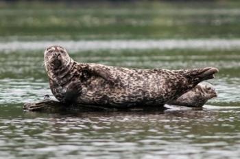 Harbor seal, Great Bear Rainforest, British Columbia, Canada | Obraz na stenu