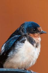 Barn swallow, Great Bear Rainforest, British Columbia, Canada | Obraz na stenu