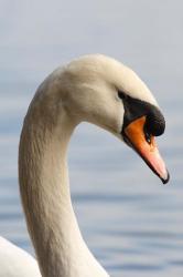 British Columbia, Vancouver, Mute Swan bird | Obraz na stenu