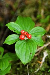 Temperate Rainforest Berries, Bramham, British Columbia | Obraz na stenu