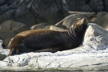 Sea Lions, Batley Island, Pacific Rim, British Columbia | Obraz na stenu