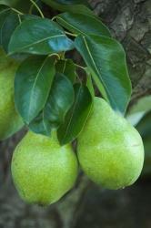 Bartlett Pear, Okanagan Valley, British Columbia, Canada, Na | Obraz na stenu