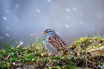 White-Crowned Sparrow In A Spring Snow Storm | Obraz na stenu