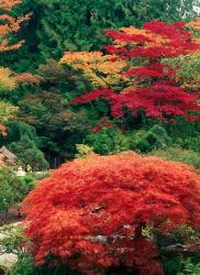 View of Butchart Garden, Victoria, British Columbia, Canada | Obraz na stenu