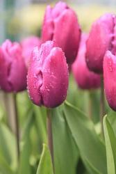 Tulips In A Garden 2, Victoria, Canada | Obraz na stenu