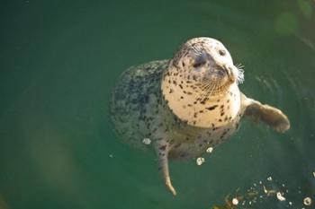 Harbor Seals, Oak Bay, Victoria, British Columbia | Obraz na stenu