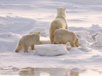 Polar Bear in Churchill | Obraz na stenu