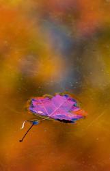 Quebec Autumn Leaf on Pond | Obraz na stenu