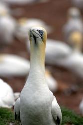 Northern Gannet bird | Obraz na stenu