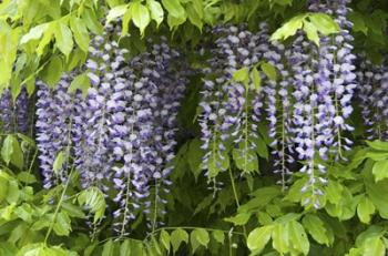 Wisteria In Bloom, Salzburg, Austria | Obraz na stenu