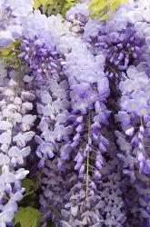 Wisteria In Mirabell Garden 2, Salzburg, Austria | Obraz na stenu