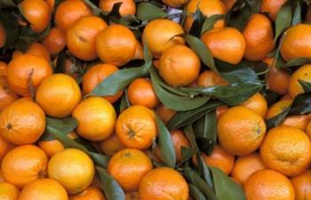 Oranges, Nasch Market, Austria | Obraz na stenu