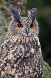 Czech Republic, Liberec Eagle Owl Falconry Show | Obraz na stenu
